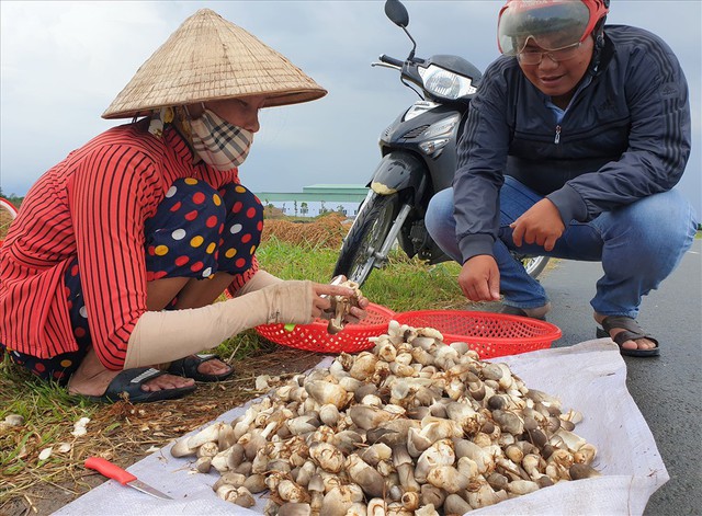 Thứ bị vứt đi được cố Thủ tướng chỉ cách làm đặc sản: Nay giá gần 100.000đ/kg, giúp nhiều nhà đổi đời - Ảnh 3.