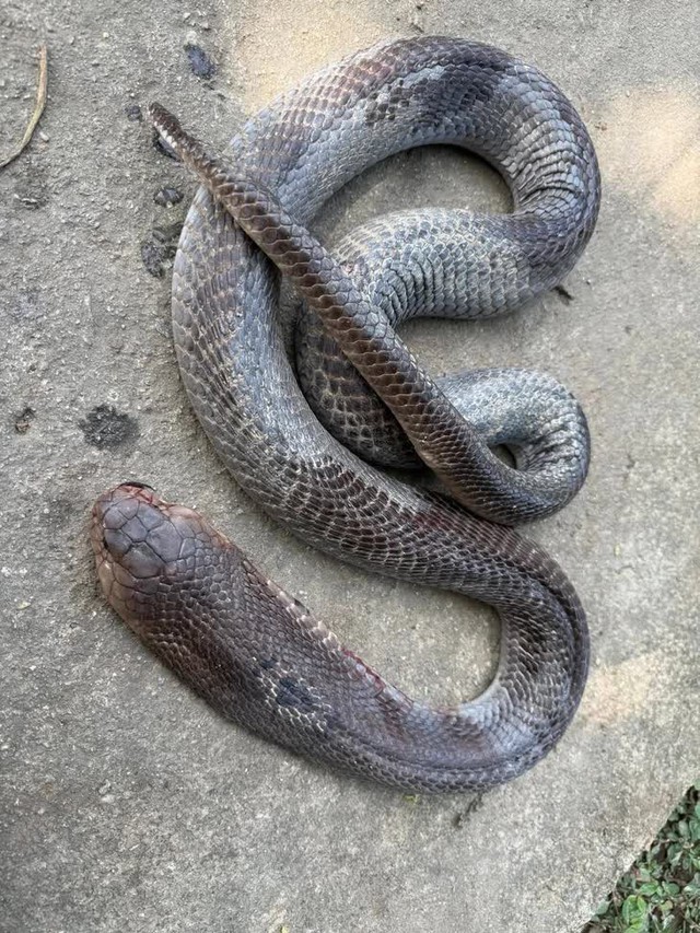 Cảnh báo đặc biệt tới những người bị rắn cắn - Ảnh 2.