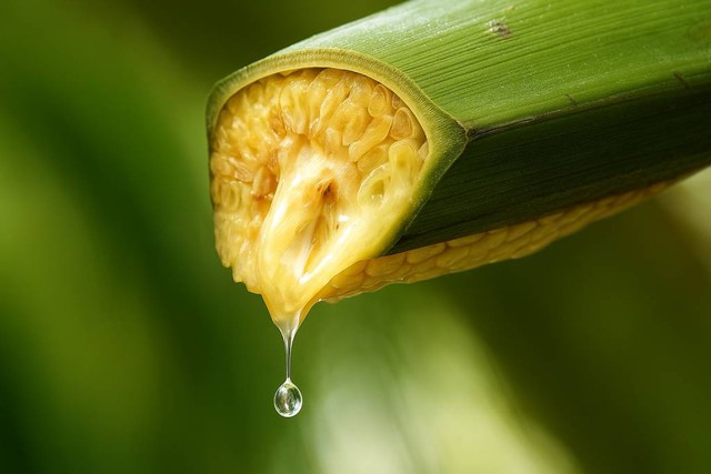 Vợ chồng Thạc sĩ bỏ phố về quê lập nghề "mát-xa hoa dừa": Thu 30 tỷ/năm, xuất khẩu loạt nước lớn - Ảnh 2.