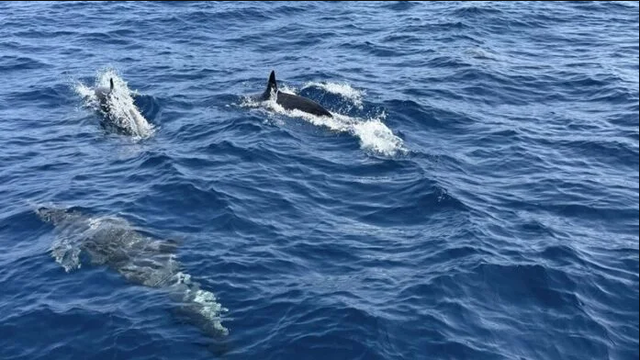 Tuần tra tưởng ảo giác khi thấy hơn 100 sinh vật trồi lên giữa biển, chuyên gia nói: Hiện tượng cực hiếm - Ảnh 1.