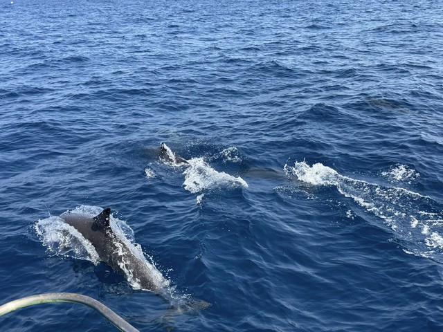 Tuần tra tưởng ảo giác khi thấy hơn 100 sinh vật trồi lên giữa biển, chuyên gia nói: Hiện tượng cực hiếm - Ảnh 2.