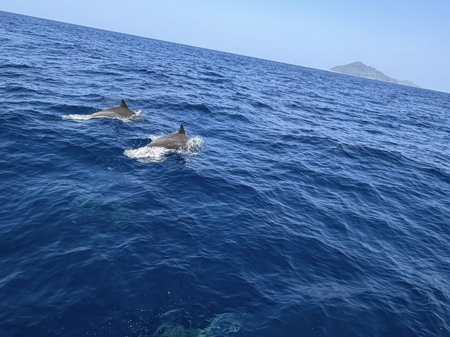 Tuần tra tưởng ảo giác khi thấy hơn 100 sinh vật trồi lên giữa biển, chuyên gia nói: Hiện tượng cực hiếm - Ảnh 3.