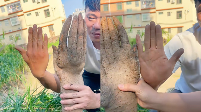 Đào được nguyên "bàn tay" trong vườn nhà, cụ ông hốt hoảng khi có người trả tới 28 triệu đồng để sở hữu - Ảnh 1.