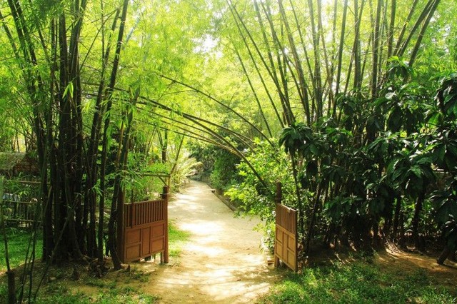 4 loại cây phổ biến ở Việt Nam dễ thu hút rắn vào nhà cần tránh - Ảnh 2. 4 loại cây phổ biến ở Việt Nam dễ thu hút rắn vào nhà cần tránh - Ảnh 2.