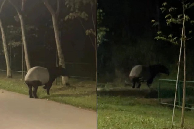 "Quái thú" có bước đi 'vang như tiếng vó ngựa' xuất hiện giữa phố, chuyên gia hé lộ: Chỉ còn 2.500 cá thể - Ảnh 1.