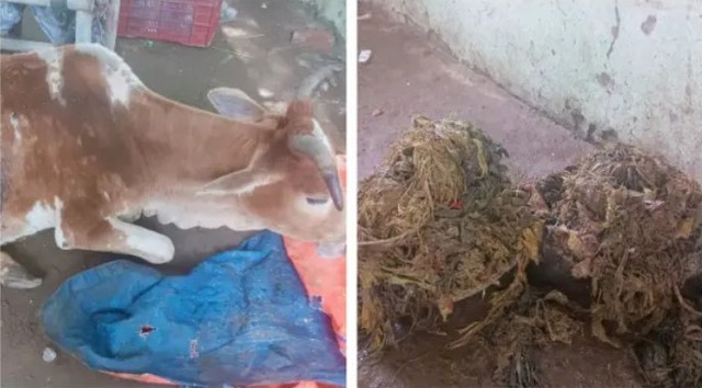 Con bò đực được mổ khẩn vì bụng phình to như "sắp vỡ", kết quả hé lộ con số gây choáng: 50kg - Ảnh 1.