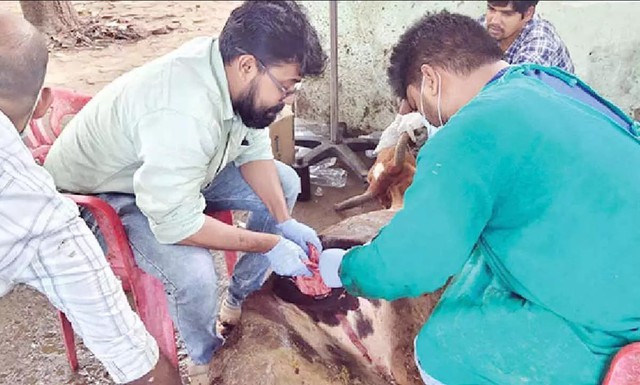 Con bò đực được mổ khẩn vì bụng phình to như "sắp vỡ", kết quả hé lộ con số gây choáng: 50kg - Ảnh 2.