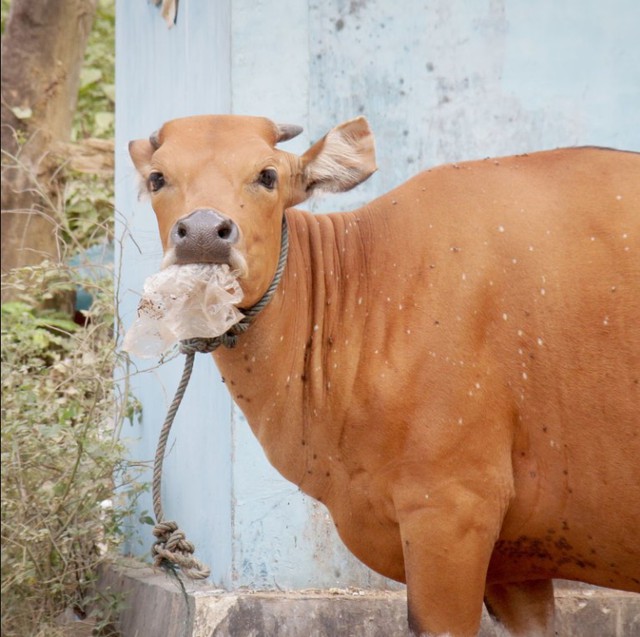 Con bò đực được mổ khẩn vì bụng phình to như "sắp vỡ", kết quả hé lộ con số gây choáng: 50kg - Ảnh 3.