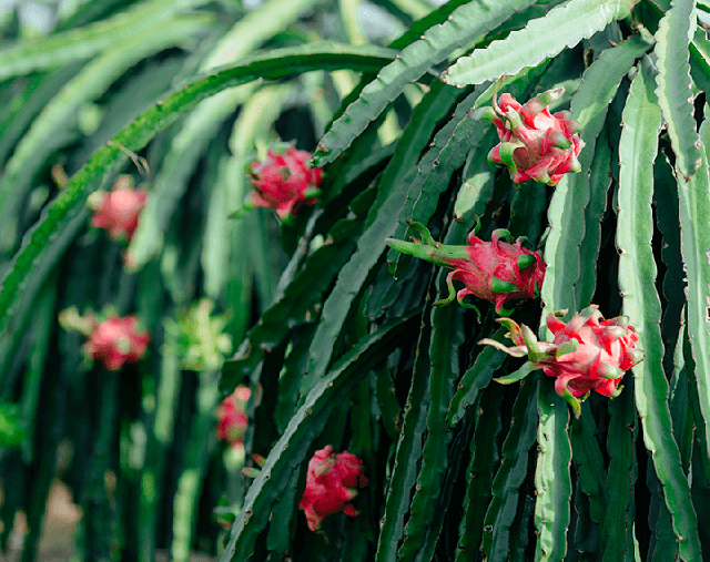 Loại quả đặc sản Việt nam lên đài Hàn Quốc, du khách nhận xét: 