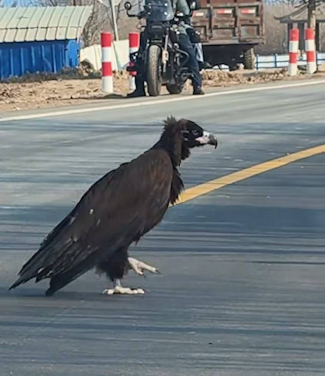 Thấy sinh vật cao gần 1 mét ngang nhiên băng qua đường, chuyên gia hé lộ đó là loài ít ai ngờ tới - Ảnh 3.