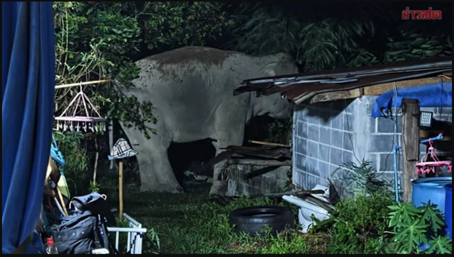Sau tiếng rống xé toang màn đêm, con thú khổng lồ khoảng 3 tấn lao thẳng vào nhà dân: Cảnh tượng ám ảnh - Ảnh 1.
