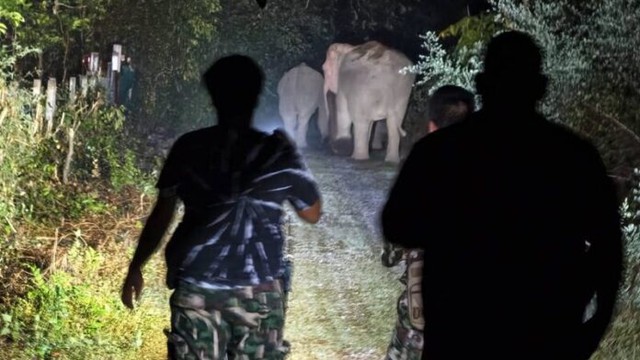 Sau tiếng rống xé toang màn đêm, con thú khổng lồ khoảng 3 tấn lao thẳng vào nhà dân: Cảnh tượng ám ảnh - Ảnh 2.