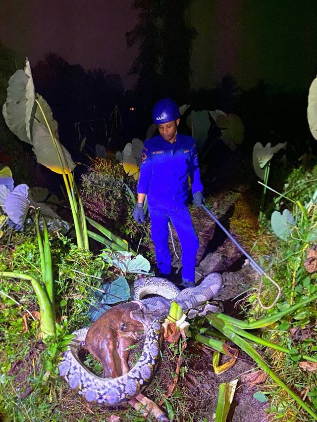 Con trăn lảng vảng trong vườn và cảnh tượng đáng sợ ngay sau đó - Ảnh 2. Con trăn lảng vảng trong vườn và cảnh tượng đáng sợ ngay sau đó - Ảnh 2.