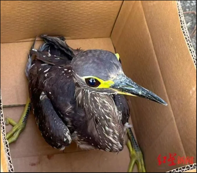 Đi câu cá, người đàn ông bất ngờ đụng độ loài vật hiếm hơn gấu trúc: Cả thế giới chỉ còn 1.000 con - Ảnh 1.