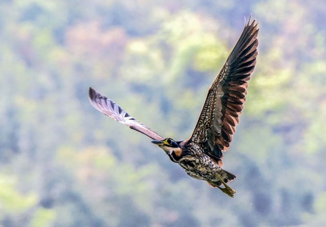 Đi câu cá, người đàn ông bất ngờ đụng độ loài vật hiếm hơn gấu trúc: Cả thế giới chỉ còn 1.000 con - Ảnh 4.