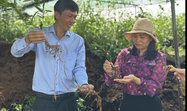 - Ảnh 1. - Ảnh 1.