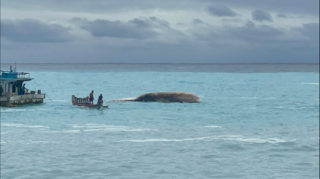 Phát hiện sinh vật khổng lồ dài hơn 15m mắc trong lưới, chuyên gia lập tức tới tận nơi: Cảnh khó tin! - Ảnh 1.