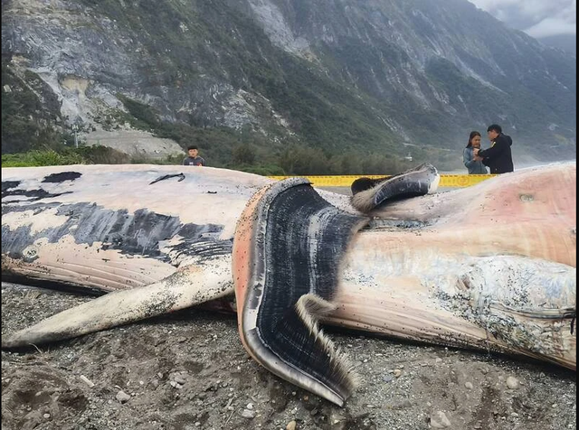 Phát hiện sinh vật khổng lồ dài hơn 15m mắc trong lưới, chuyên gia lập tức tới tận nơi: Cảnh khó tin! - Ảnh 5.