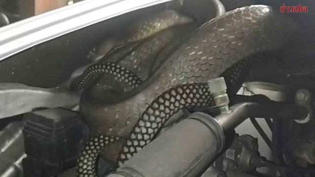 Nghe tiếng động bất thường dưới nắp xe, người đàn ông mở ra rồi kinh hoàng phát hiện 'bóng đen' dài 3 mét - Ảnh 2.