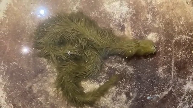 Lộ clip sinh vật lạ phủ kín "lông" xanh rêu bơi mềm như dải lụa dưới nước, chuyên gia lập tức kiểm tra - Ảnh 1.