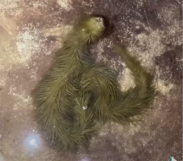 Lộ clip sinh vật lạ phủ kín "lông" xanh rêu bơi mềm như dải lụa dưới nước, chuyên gia lập tức kiểm tra - Ảnh 3.