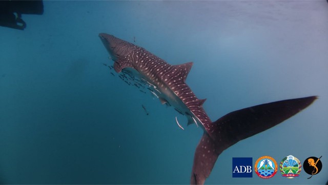 "Khủng long sống" khổng lồ bất ngờ nổi lên giữa biển, khoảnh khắc hiếm khiến ai thấy cũng nói may mắn - Ảnh 1.