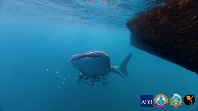 "Khủng long sống" khổng lồ bất ngờ nổi lên giữa biển, khoảnh khắc hiếm khiến ai thấy cũng nói may mắn - Ảnh 2.