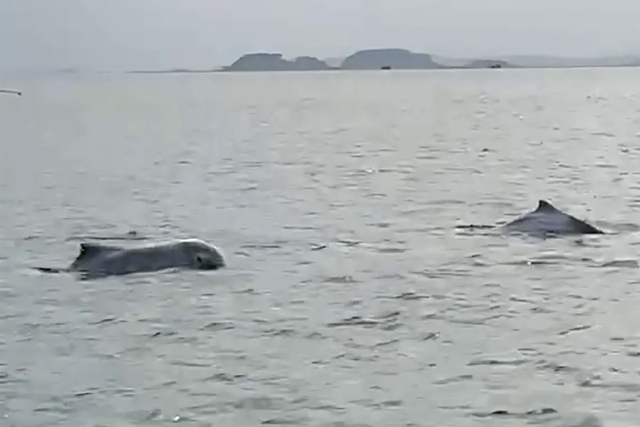 Cảnh tượng vừa xảy ra trên biển Khánh Hòa khiến nhiều người thốt lên: Thật hiếm có! - Ảnh 5.