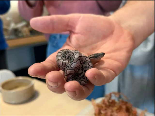 Con rắn Ronaldo vẫn sinh con đều dù nhiều năm không hề tiếp xúc rắn đực, chuyên gia nói: Quá khó hiểu! - Ảnh 1.