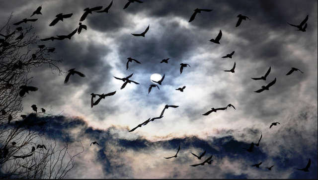 Hàng triệu con chim có hành vi lạ trên bầu trời, nhà khoa học kêu gọi người dân làm ngay hành động này - Ảnh 3.