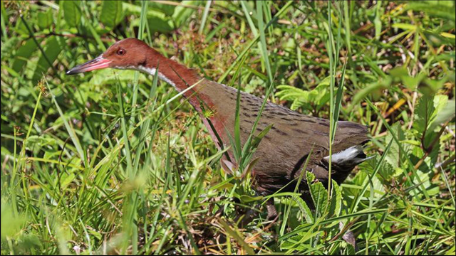 136.000 năm sau khi tuyệt chủng, loài chim cổ đại bất ngờ "tái sinh" ngoạn mục: Giới khoa học sửng sốt! - Ảnh 1.