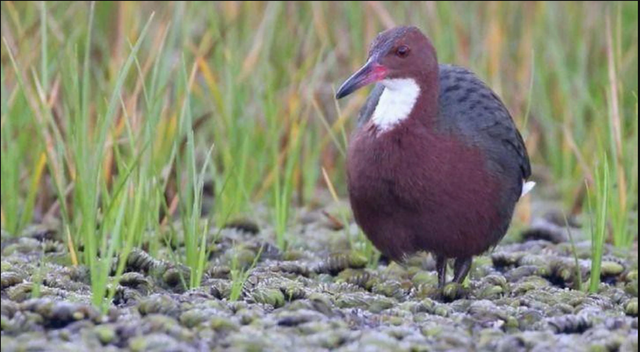 136.000 năm sau khi tuyệt chủng, loài chim cổ đại bất ngờ "tái sinh" ngoạn mục: Giới khoa học sửng sốt! - Ảnh 3.