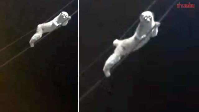 Sinh vật mắt to lặng lẽ đu dây điện giữa đêm, chuyên gia xác nhận: Loài quý hiếm được bảo vệ nghiêm ngặt - Ảnh 1.