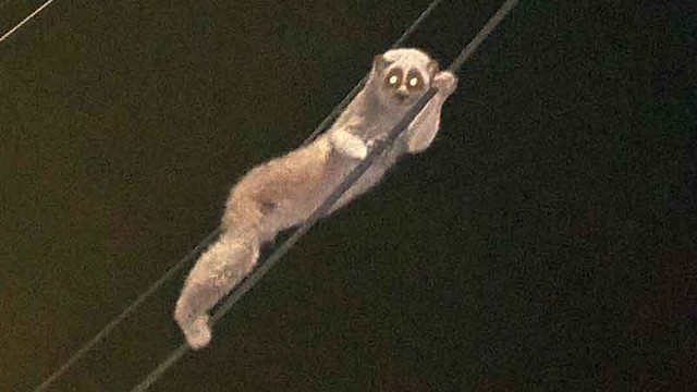 Sinh vật mắt to lặng lẽ đu dây điện giữa đêm, chuyên gia xác nhận: Loài quý hiếm được bảo vệ nghiêm ngặt - Ảnh 3.