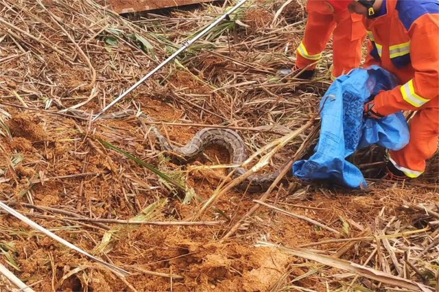 Đang dọn cỏ, người đàn ông lạnh gáy khi thấy "khối đen" ngọ nguậy: Lực lượng chức năng nhanh chóng có mặt - Ảnh 1.