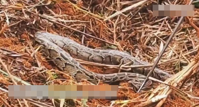 Đang dọn cỏ, người đàn ông lạnh gáy khi thấy "khối đen" ngọ nguậy: Lực lượng chức năng nhanh chóng có mặt - Ảnh 2.