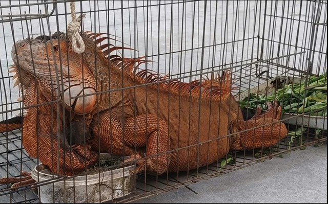 Người dân ở Lâm Đồng tìm thấy sinh vật vẻ ngoài kỳ quái nhưng chỉ ăn rau: Là loài hoang dã nguy cấp - Ảnh 1.