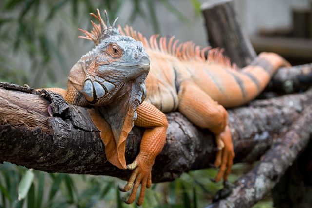 Người dân ở Lâm Đồng tìm thấy sinh vật vẻ ngoài kỳ quái nhưng chỉ ăn rau: Là loài hoang dã nguy cấp - Ảnh 3.