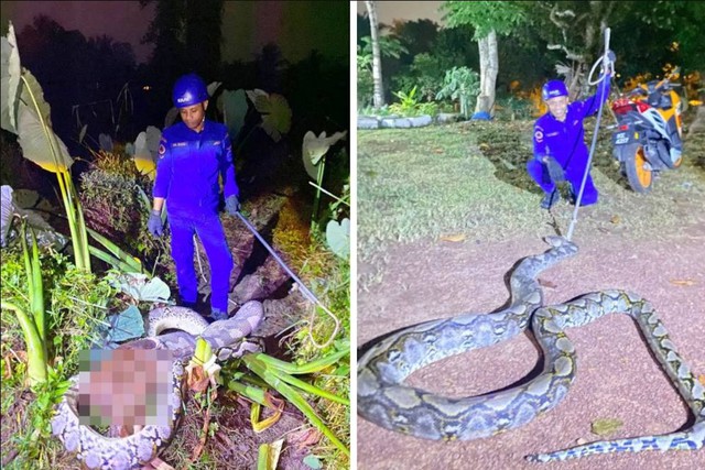 Quái thú nặng 45kg, dài 5,5m xơi tái vật nuôi trong đồn điền, cảnh tượng khiến lão nông rụng rời - Ảnh 1.