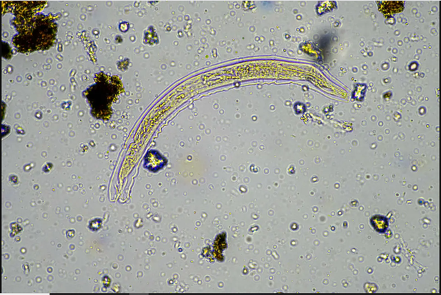 Tin vui bất ngờ: Các nhà khoa học hồi sinh thành công sinh vật 24.000 năm tuổi từ băng vĩnh cửu - Ảnh 1.