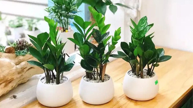 5 loại cây cảnh mà người trên 40 tuổi nên trồng để tăng cường sức khỏe, gia đình thêm thịnh vượng - Ảnh 5.