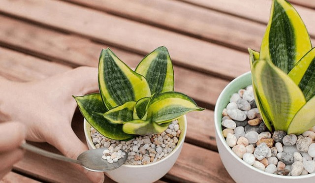 5 loại cây cảnh mà người trên 40 tuổi nên trồng để tăng cường sức khỏe, gia đình thêm thịnh vượng - Ảnh 2.