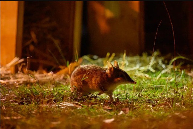 Loài vật từng bị tuyên bố tuyệt chủng bất ngờ "sống lại" sau 30 năm: Khoảng 100 cá thể đã trở về - Ảnh 2.