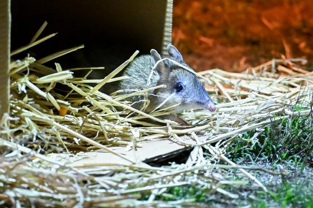 Loài vật từng bị tuyên bố tuyệt chủng bất ngờ "sống lại" sau 30 năm: Khoảng 100 cá thể đã trở về - Ảnh 3.