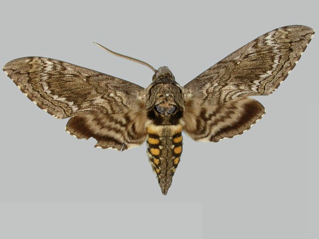 Người đ&agrave;n &ocirc;ng đăng ảnh "con vật lạ" l&ecirc;n Facebook, chuy&ecirc;n gia t&igrave;m đến: Lo&agrave;i n&agrave;y đ&atilde; 'sống lại' sau 17 năm - Ảnh 2.