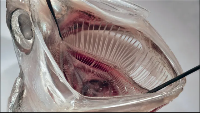 Lần đầu ghi nhận hiện tượng hàng ngàn con cá leo vách thác thẳng đứng cao 15m suốt 10 giờ: Lý do là gì? - Ảnh 2.