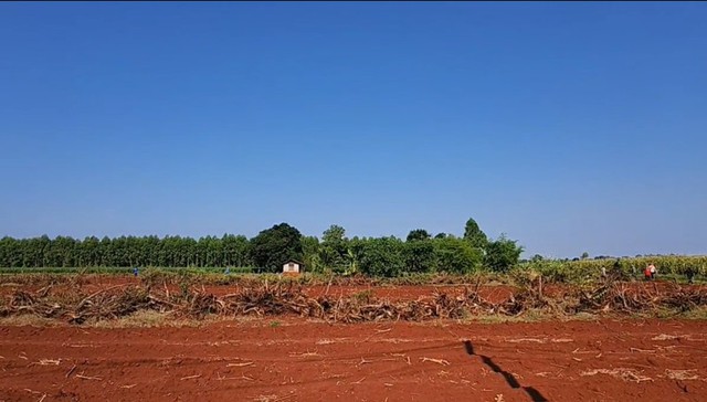 Sinh vật bí ẩn phá nát vườn chuối suốt 2 tuần: 60 người truy tìm khi camera nhiệt ghi lại bóng dáng lạ - Ảnh 1.