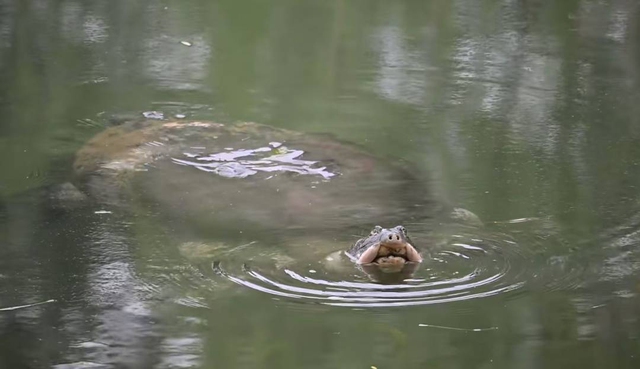 Loài vật chỉ còn 2 cá thể trên thế giới bất ngờ xuất hiện, ai thấy cũng nói quá may mắn - Ảnh 3.