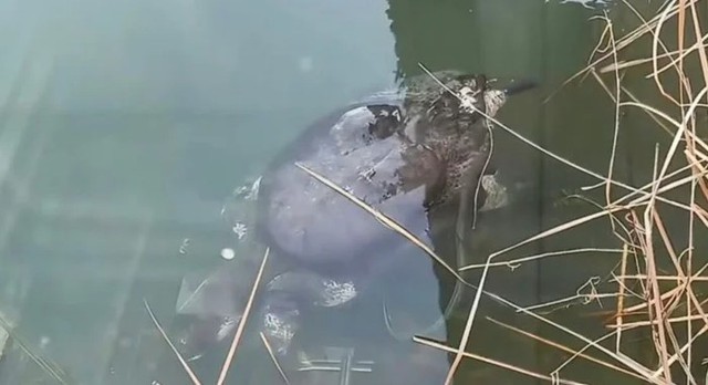 Loài vật chỉ còn 2 cá thể trên thế giới bất ngờ xuất hiện, ai thấy cũng nói quá may mắn - Ảnh 2.