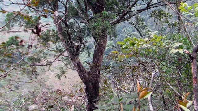 Loại gỗ quý hiếm chỉ 2 quốc gia sở hữu, giới khoa học tìm cách "cứu": Việt Nam còn khoảng 1.000 cây - Ảnh 2.